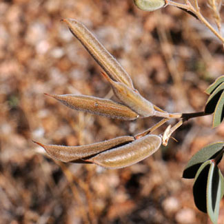 Senna covesii, Coves' Cassia Senna covesii, Coves' Cassia